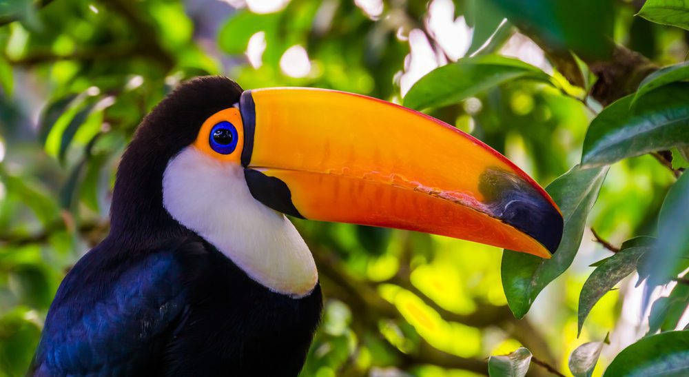 Toco Toucans -birds with orange beak