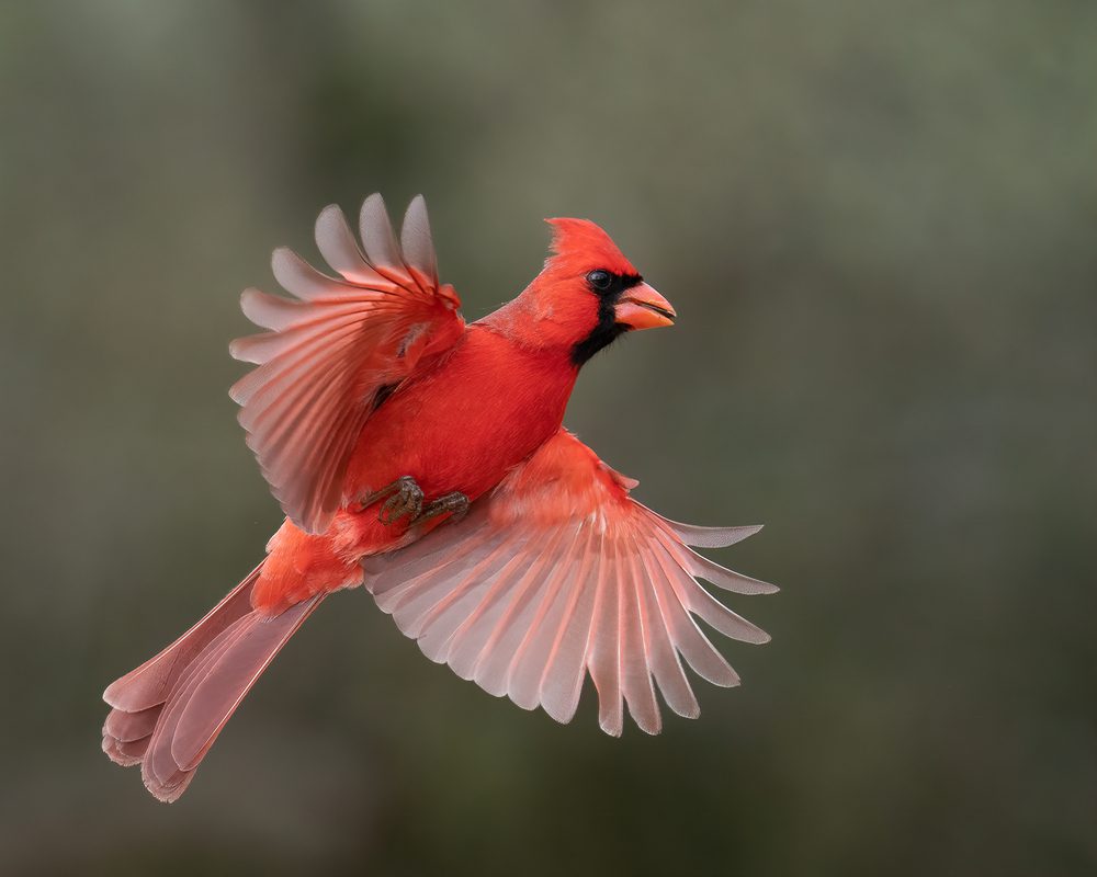 Northern Cardinal Birds That Are Red And Black