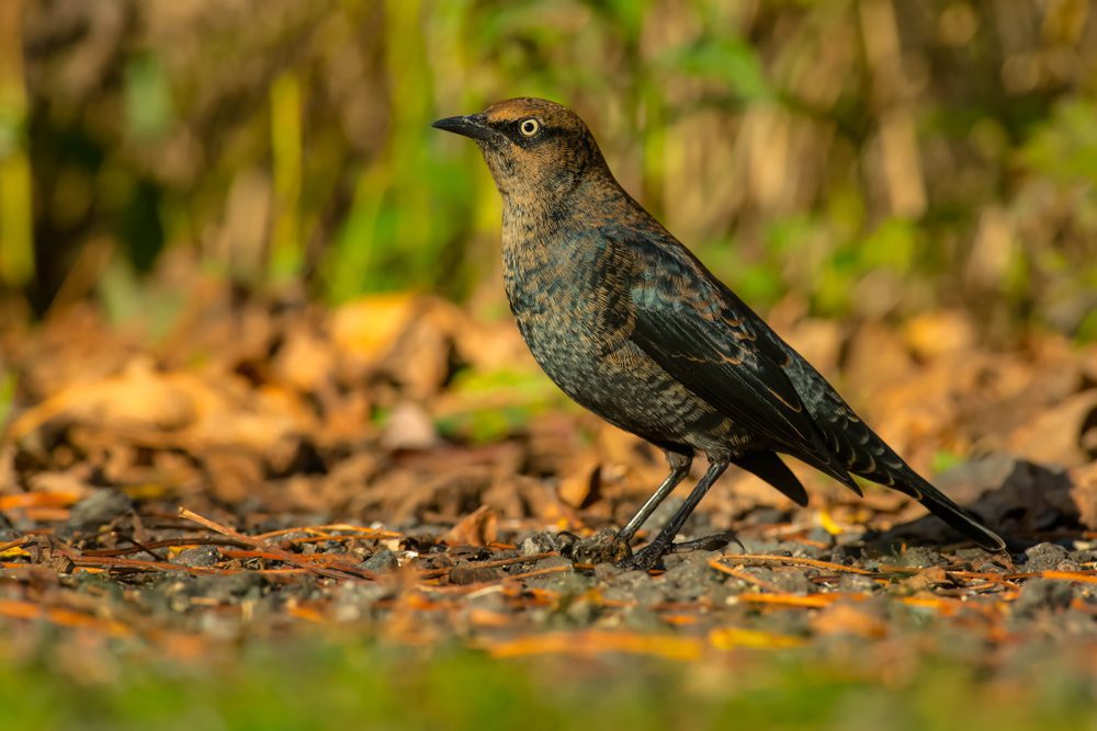 A female Rusty Black birds in virginia is standing on a gravel path.