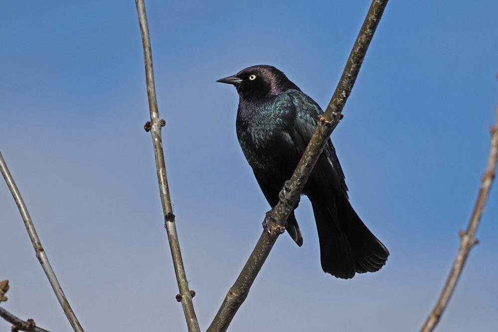 A male Brewer's Blackbird perched on a branch 