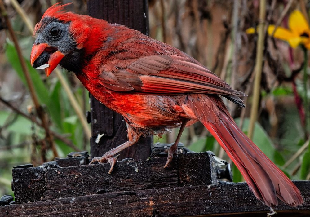 A molting Northern Cardinal 