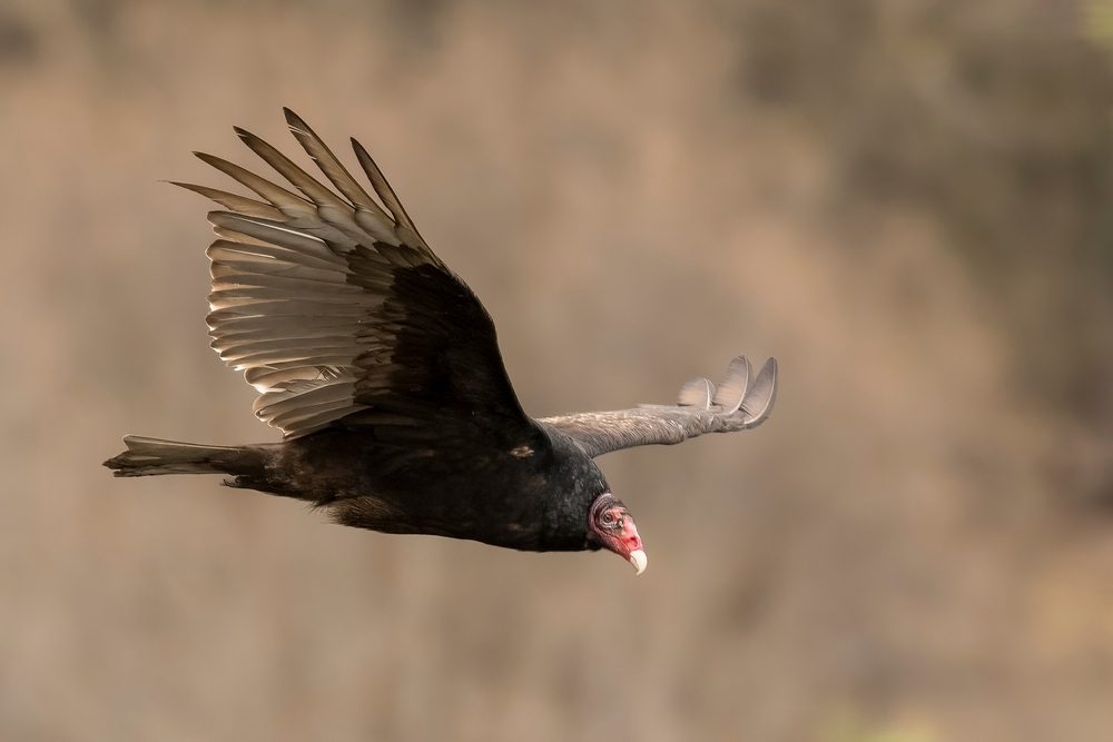 A soaring Turkey Vulture