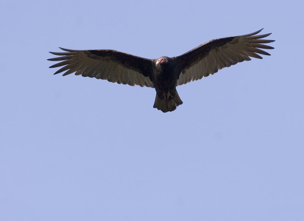 A turkey vulture soars