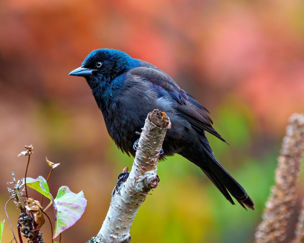 Common Grackle close-up side view perched on branch 