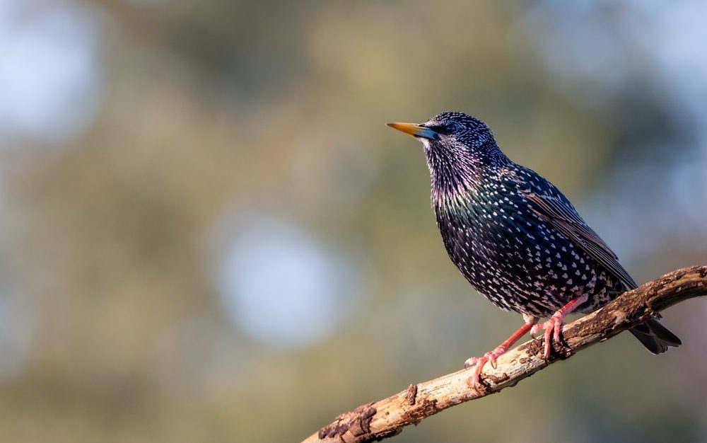 Common starling or European starling