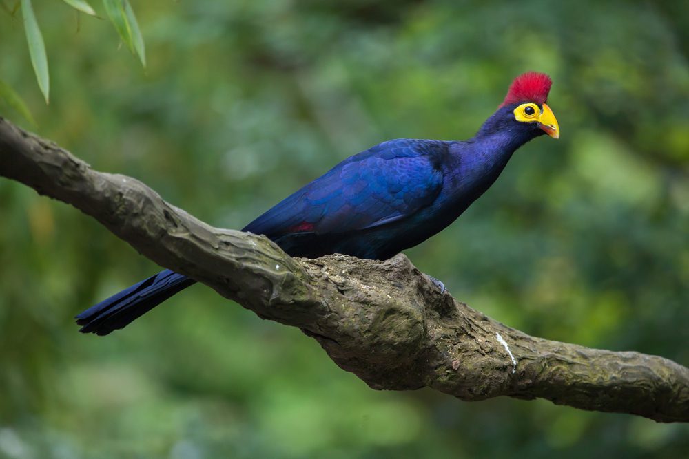Ross’s Turaco