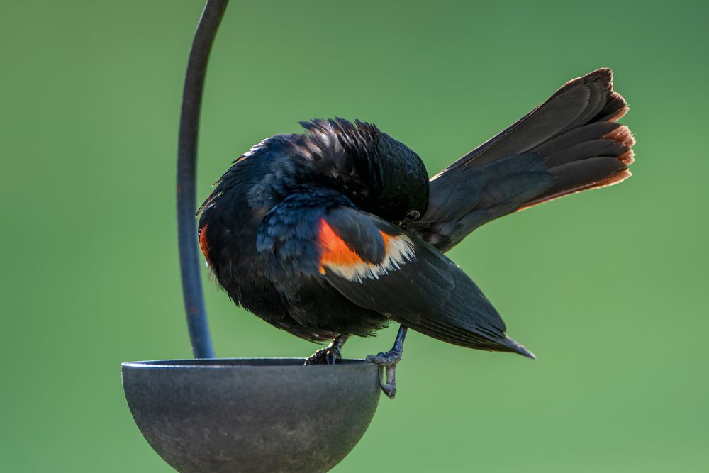 Red-winged Blackbirds to Your Yard