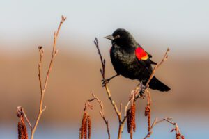 Male Red-winged black bird