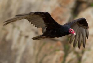 Male Turkey Vulture