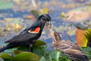 Birds Similar to Red-Winged Blackbird