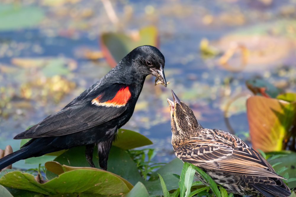 red-winged blackbird song