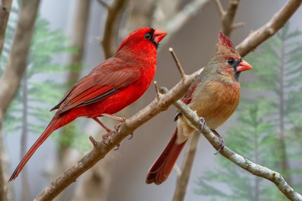 Northern Cardinal Mates in conservation