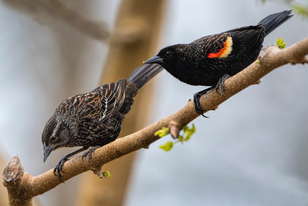 female red-winged blackbird vs sparrow