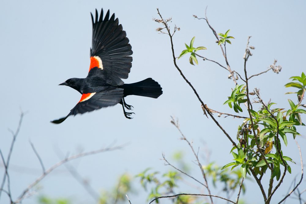 Biblical Meaning of Red-Winged Blackbird