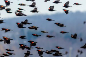 Red Winged Blackbird migration