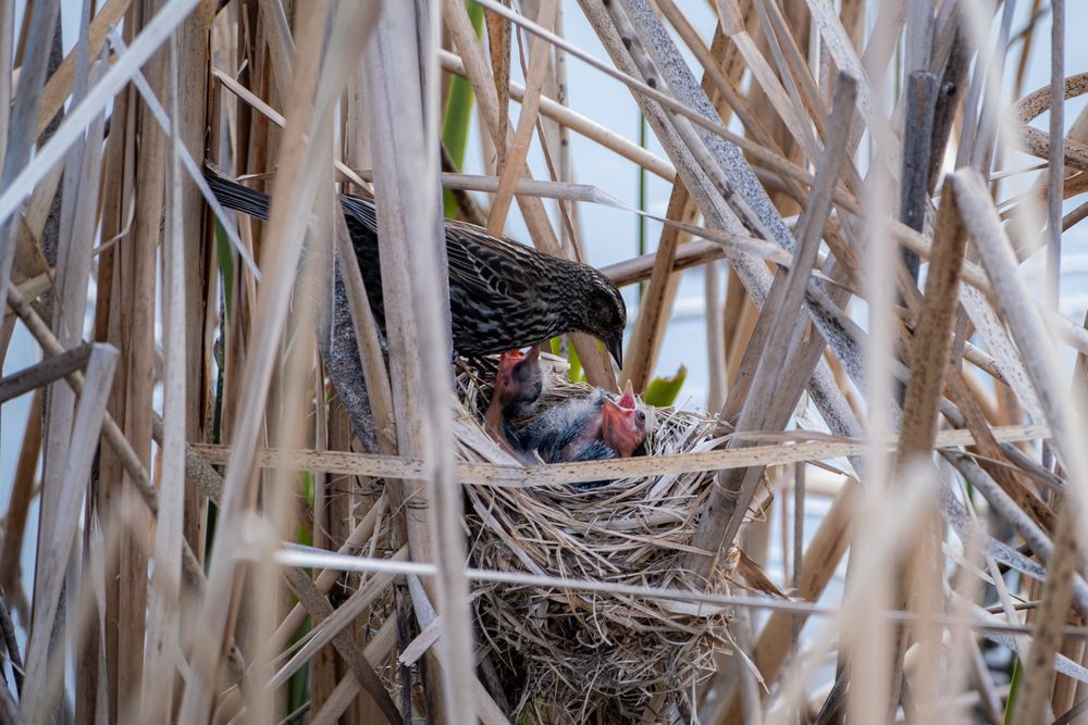Red Winged Blackbird chicks nesting habits