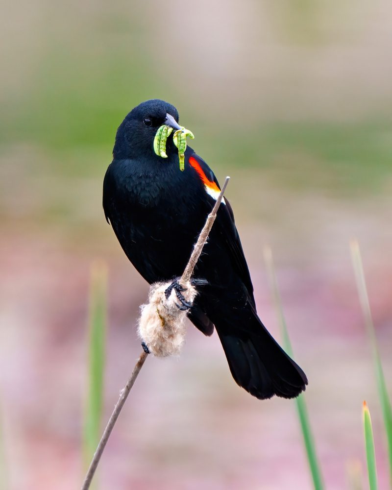 Red-Winged Blackbird diet