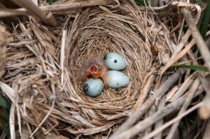 Red-winged Blackbird nesting