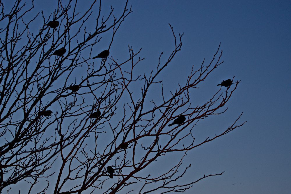 Red-winged Blackbirds in Roost Tree