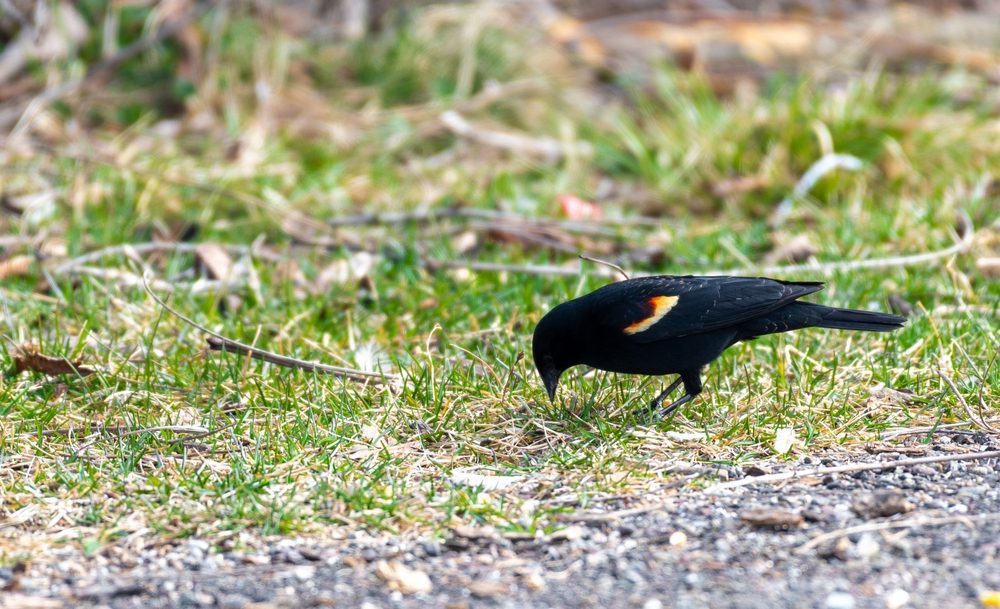 Red-winged Blackbirds Find Food