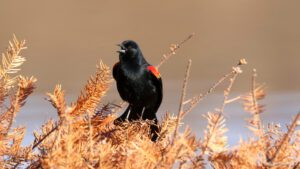 Red-winged blackbird singing
