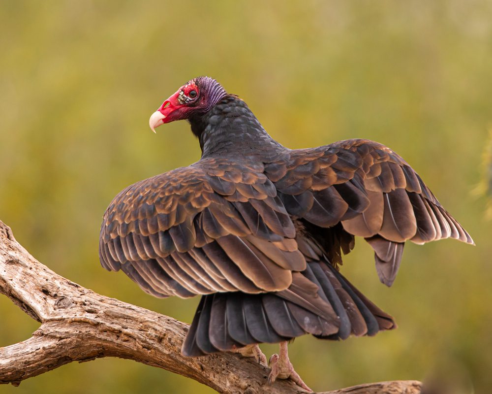 turkey vulture texas