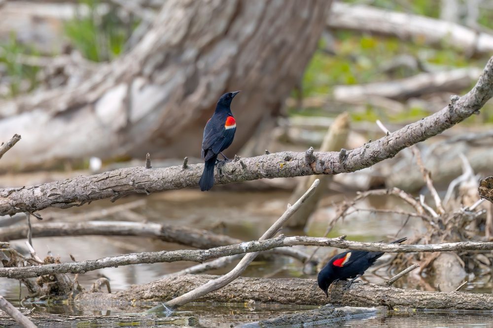 Two Red-winged blackbirds