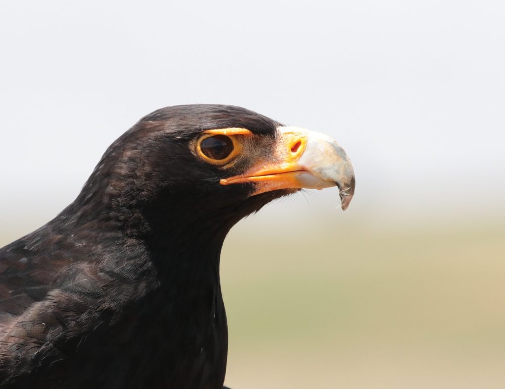 Yellow Beaked Black Bird : Verreaux’s Eagle