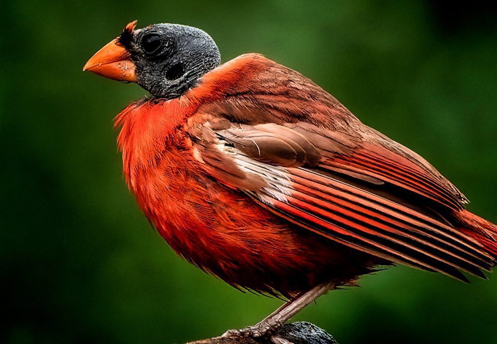 cardinal with black head