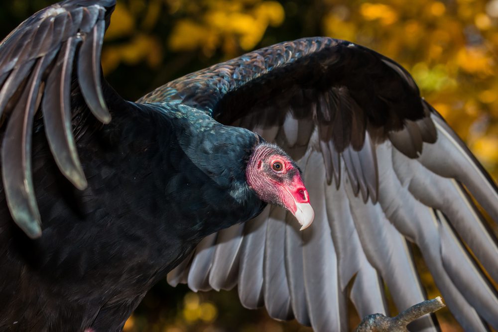 Turkey Vulture Behavior