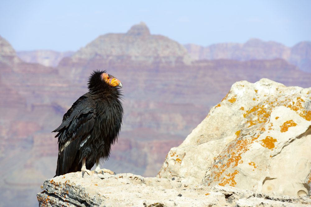 Condor Behavior