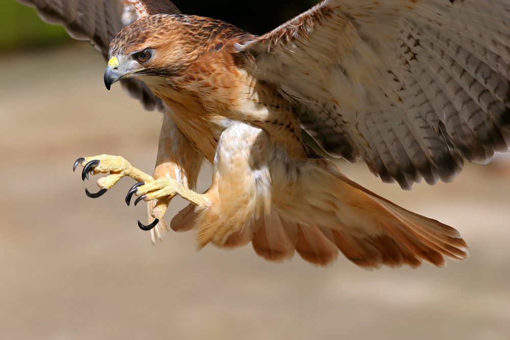 Hawks identification
