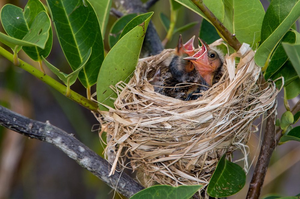 Red-Winged Blackbird Nesting Habits 