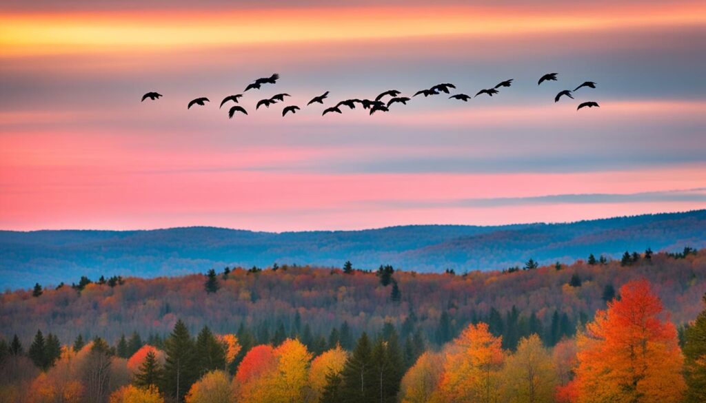 Turkey Vultures and Bird Migration in Maine