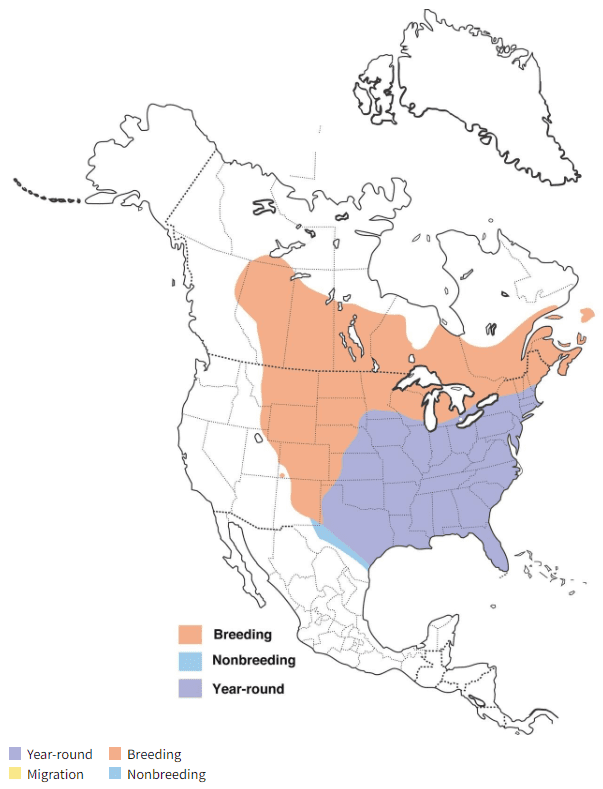 common grackle map