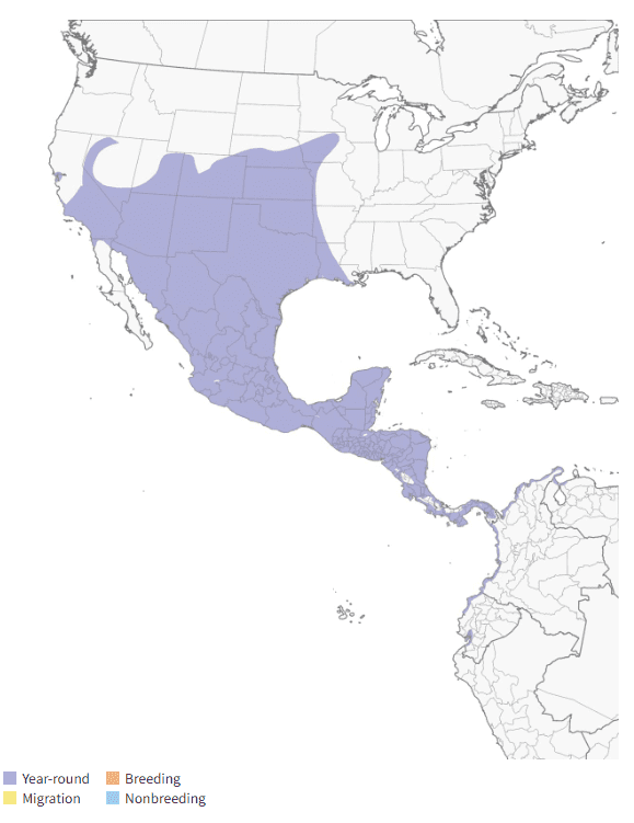 Great-tailed Grackle Map