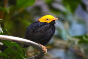 yellow beaked black bird