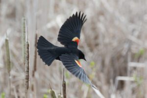red winged blackbird flying