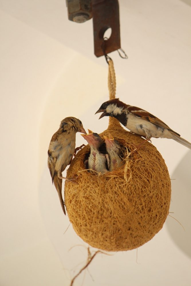 Nesting of Sparrows