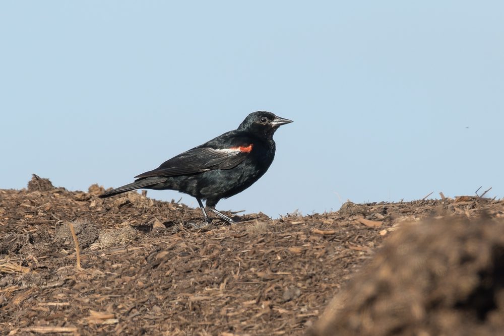 Tricolored blackbird Birds Similar to Red-Winged Blackbird