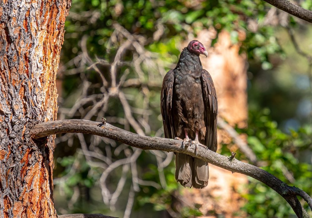 turkey vulture colorado