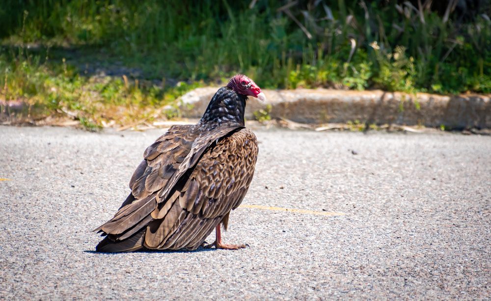 turkey vulture georgia