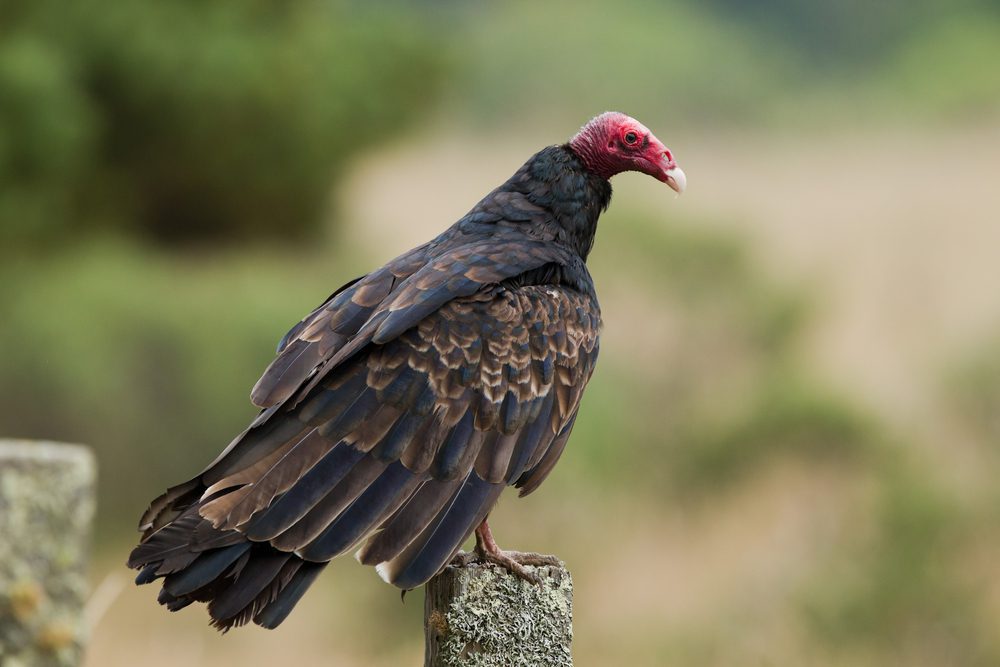 turkey vulture maine