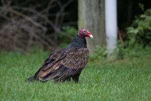 turkey vulture michigan