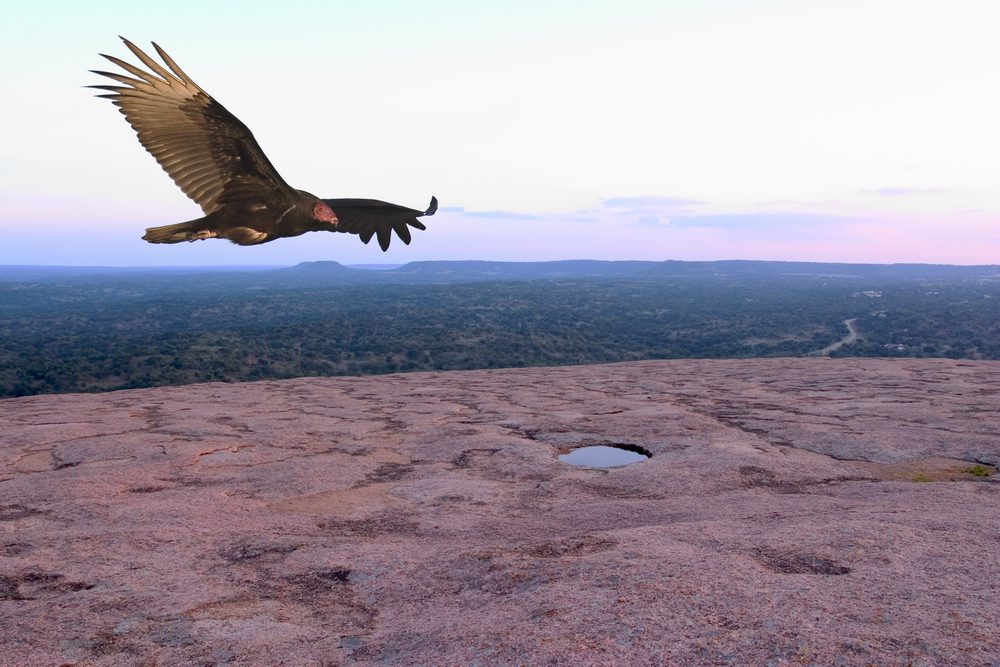 Turkey Vulture Texas Flying