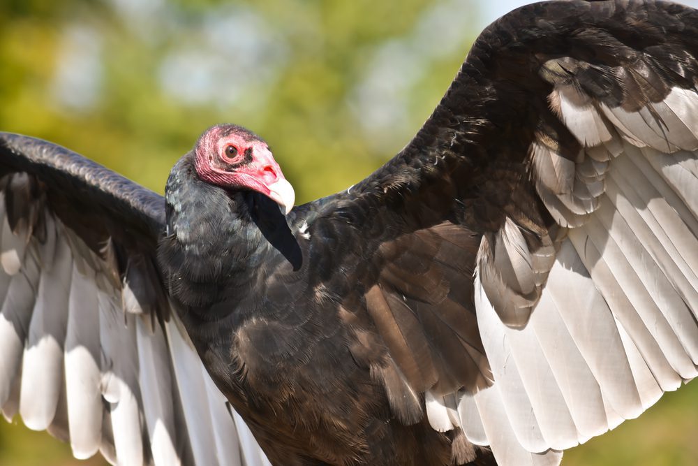 Turkey Vultures identification