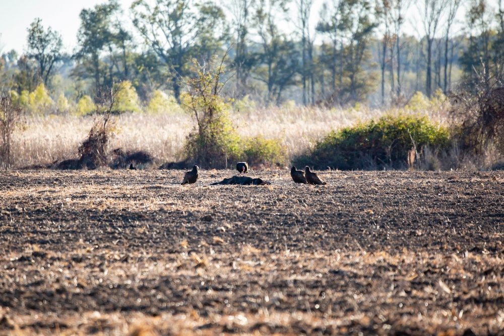 Turkey Vulture in Illinois Conservation efforts