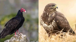 Buzzard vs Turkey Vulture