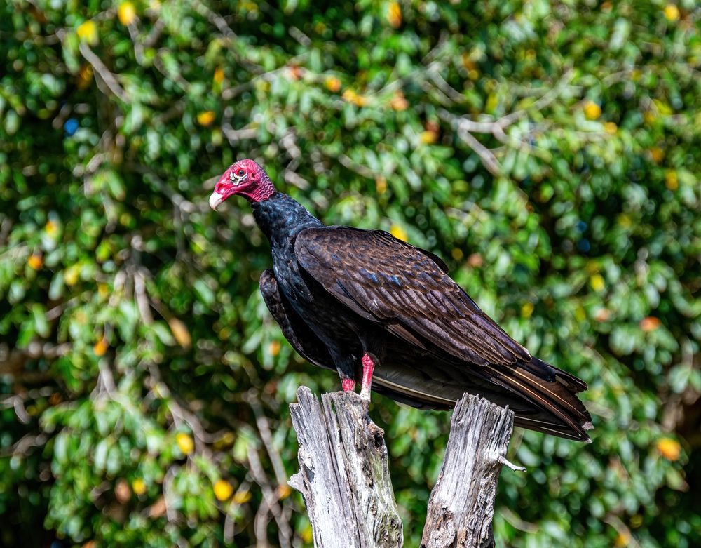 Turkey Vulture Call 