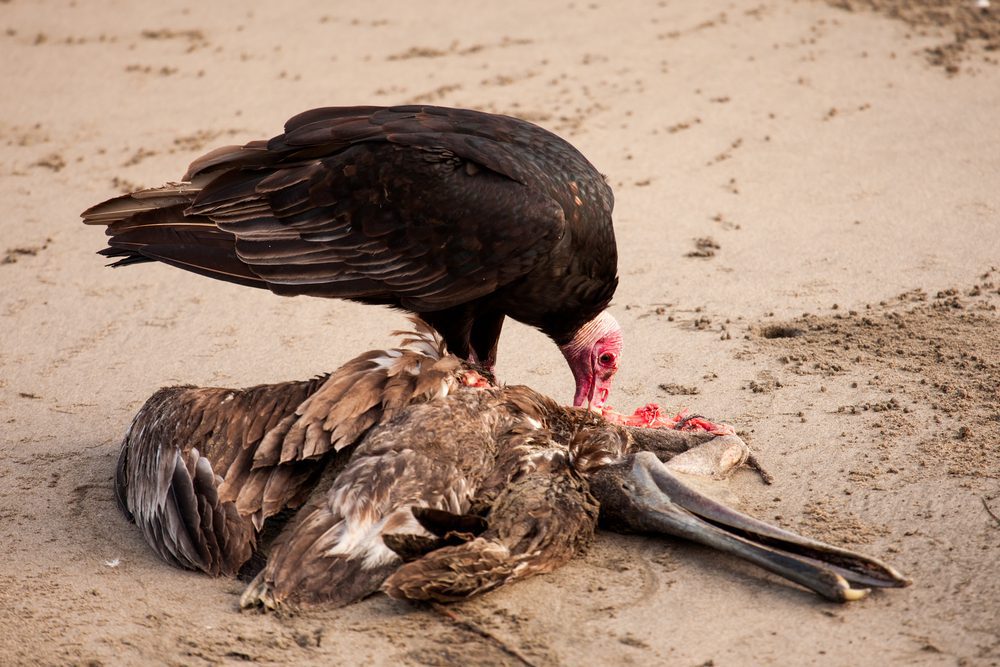 Turkey Vultures Behavior
